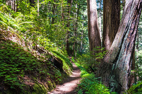 Butano State Park, California