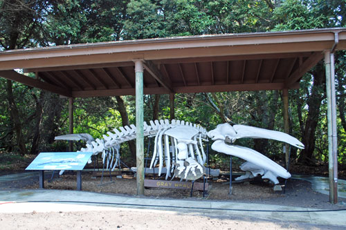 MacKerricher State Park whale bones, Mendocino County, CA