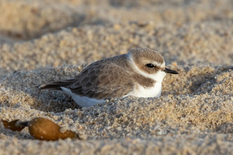 snowy plover, Monterey County, CA